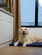 Лежак-матрац Lucky Pet Харлей Синій, 40x50x5 213071 фото 3